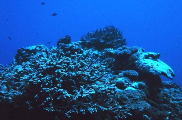 Part of the reef at Fagatele Bay Picture