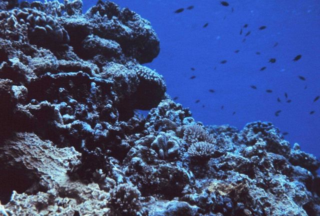 Reef scene in Fagatele Bay Picture