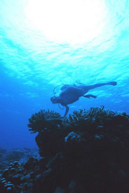 A diver enjoying the wonders of the coral reef at Fagatele Bay. Picture