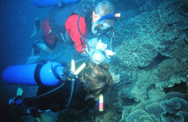 Divers enjoying the reef at Fagatele Bay Picture