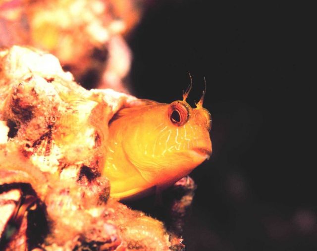 A Seaweed Blenny Picture