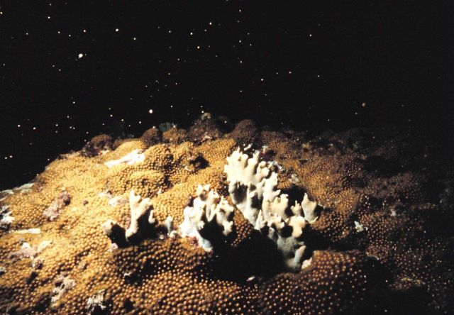 Star Coral spawning sequence Picture
