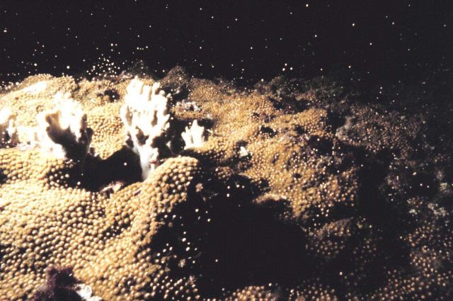 Star Coral spawning sequence Picture