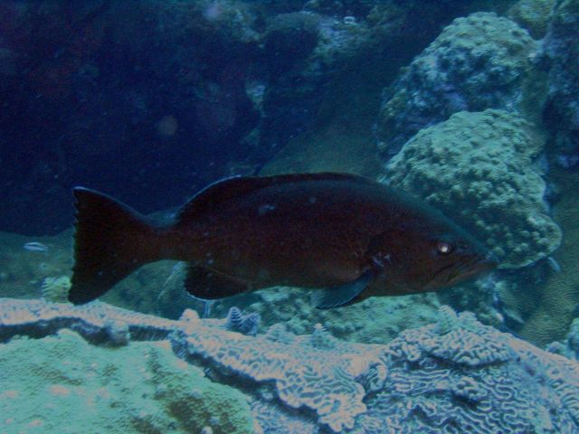 Yellowmouth grouper Picture