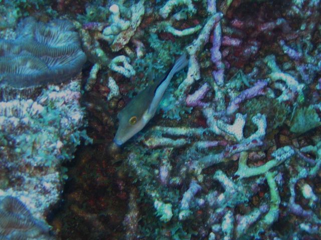 Sharpnose puffer Picture