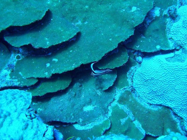 Spotted drum Picture