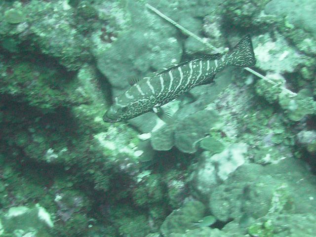Tiger grouper Picture