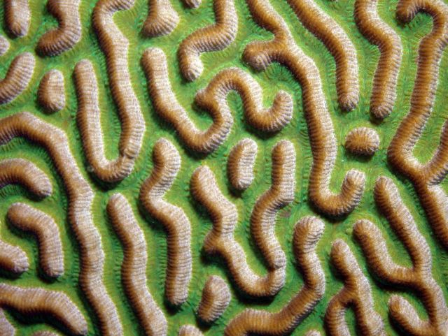 This close-up image of symmetrical brain coral (Diploria strigosa) shows the grooved surface of the coral which os one of its most defining features. Picture