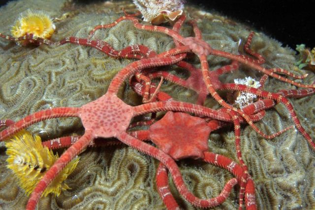 A cluster of male ruby brittle stars (Ophioderma rubicundum) atop a brain coral Picture
