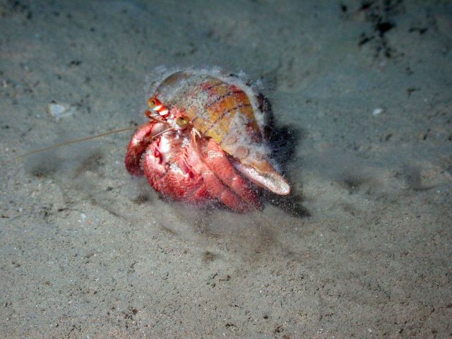 This hermit crab (Paguristes hernancortezi) was found scuttling across the sea floor in deeper areas of Flower Garden Banks NMS Picture