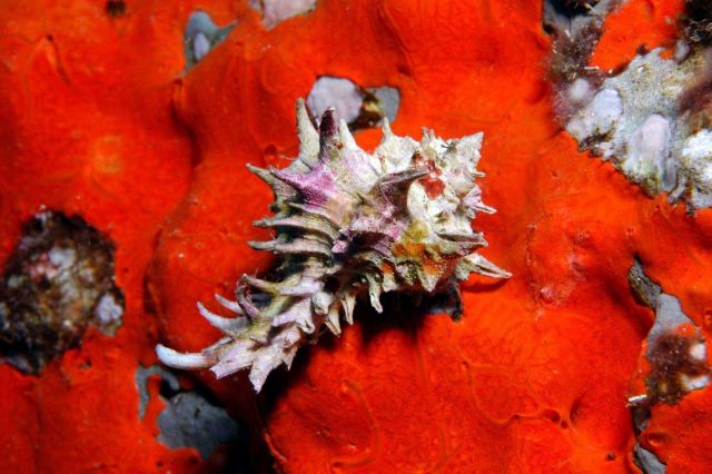 This murex, a type of marine snail, is sitting atop a bright red sponge at Stetson Bank. Picture