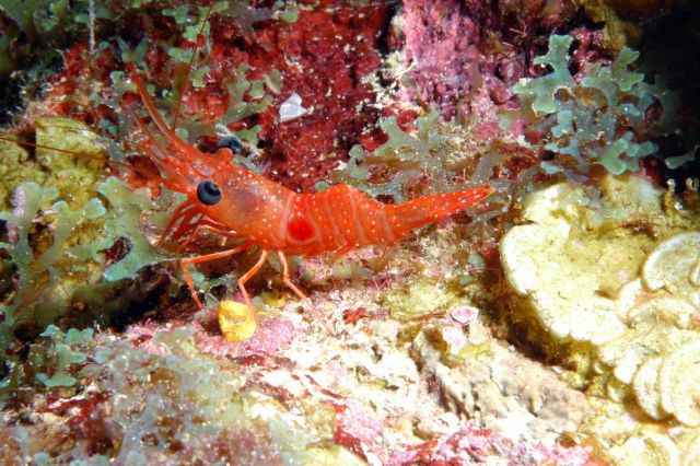 A red night shrimp (Cinetorhynehus manningi) perched on the reef. Picture