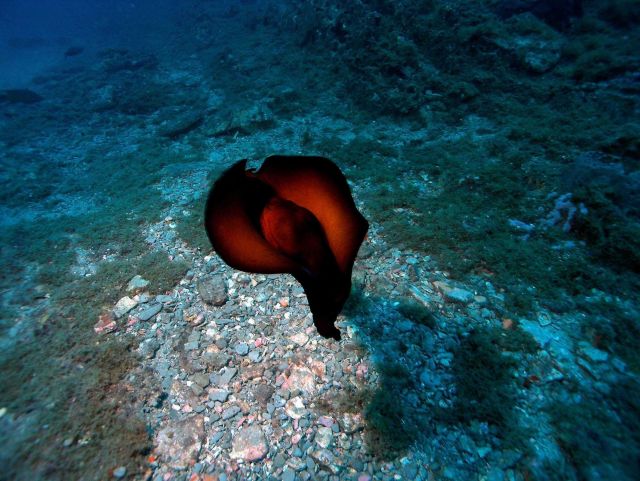 A sea hare (Aplysia morio) swimming at Stetson Bank. Picture