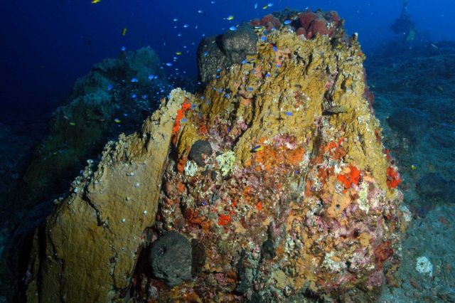 Fire coral (Millepora alcicornis) covers a rocky pinnacle at Stetson Bank Picture