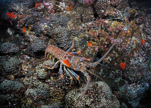 Spiny lobster Picture