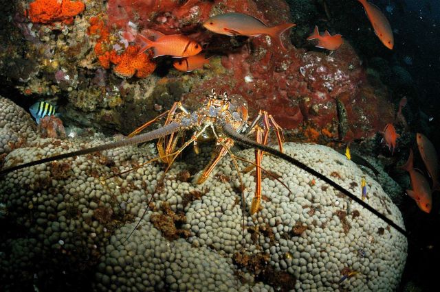 Spiny lobster Picture