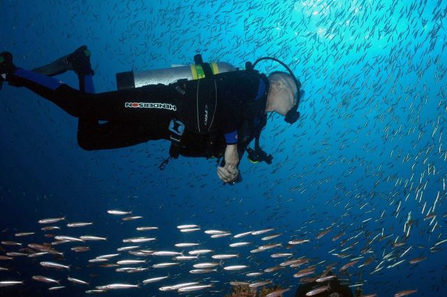 A scuba diver swims amid a school of fish Picture