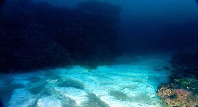 Brine seep at East Flower Garden Bank Picture