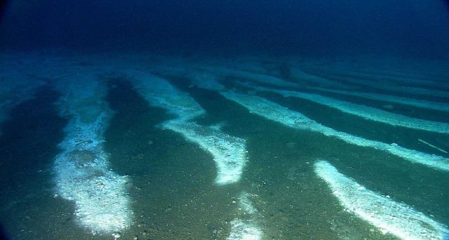 Brine seep at East Flower Garden Bank Picture