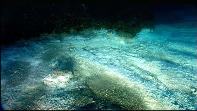 Brine seep at East Flower Garden Bank Picture