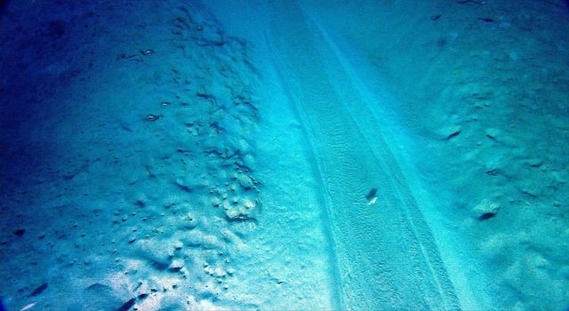 A fish swimming above the overflow channel streaming down the side of a mud volcano Picture