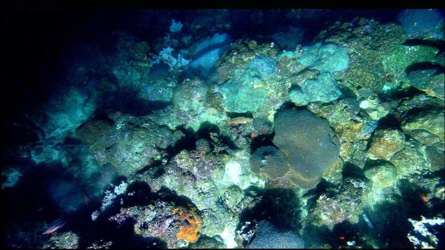 The coral cap at West Flower Garden Bank. Picture