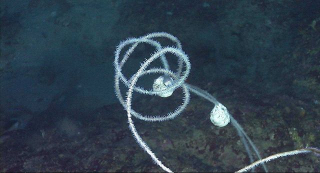 Wire coral (Stichopathes leutkeni), a black coral, with two curled up basket stars attached in the deep water environment in the vicinity of Flower Ga Picture