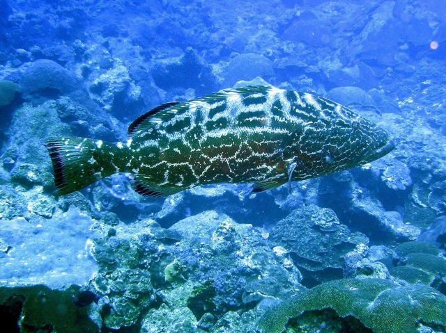 A large yellow mouth grouper swimming over Picture
