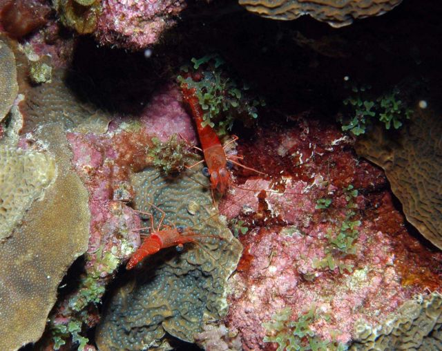 Two large red shrimp on a coral bottom Picture