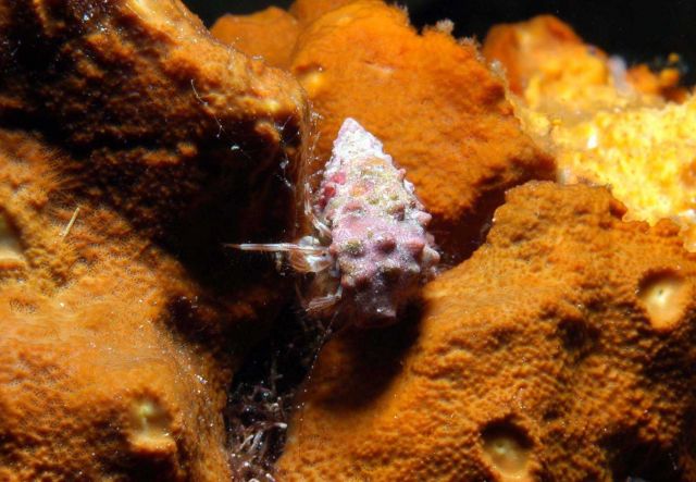 A hermit crab on a yellow/orange sponge. Picture