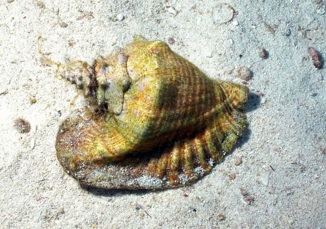 A queen conch (Strombus gigas) on a sandy seafloor habitat. Picture