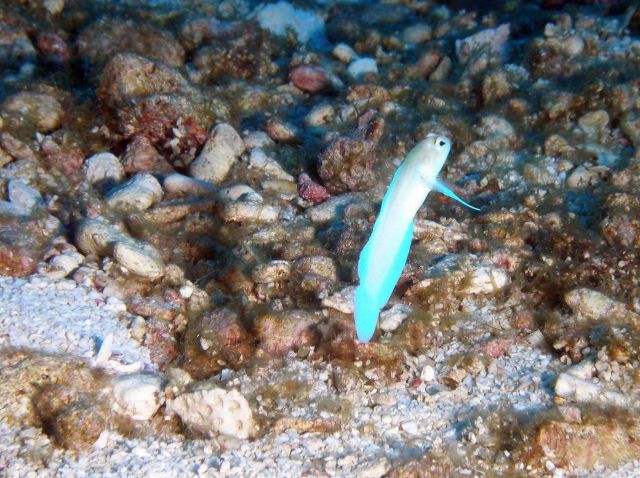 Yellowhead jawfish (Opistognathus aurifrons) Picture