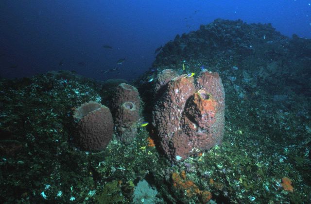 Algal sponge habitat at Sonnier Bank Picture