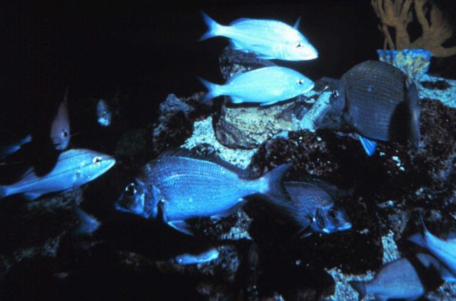 A mixed school of Porgy and other fish species Picture