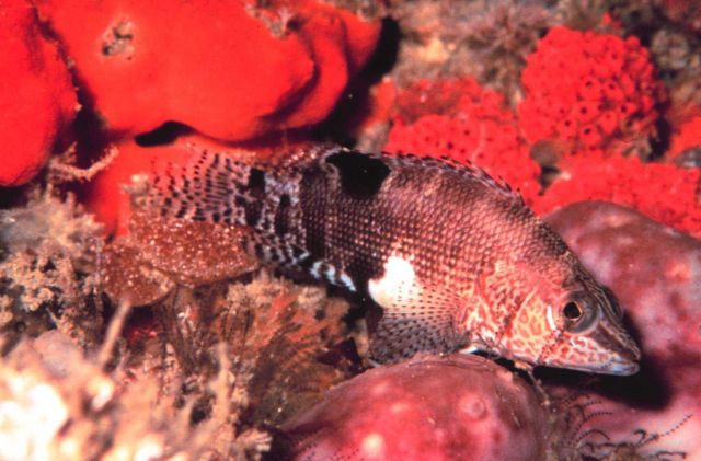 A Belted Sandfish. Picture