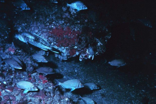 Scup and Black Sea Bass hovering around a reef ledge Picture