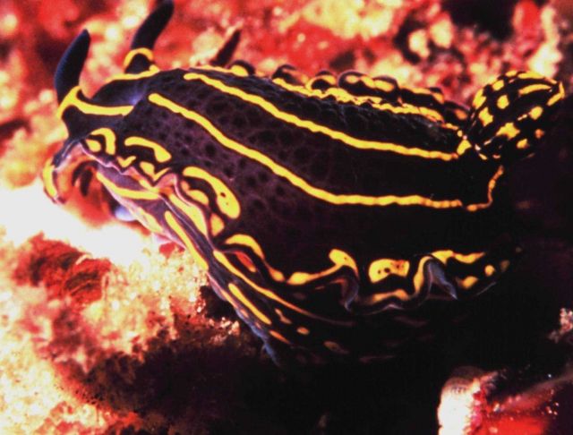 Florida Regal Goddess nudibranch Picture