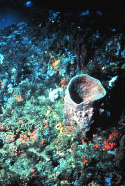 A sponge Picture
