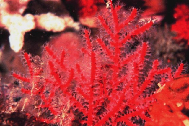 A Regal Sea Fan Picture