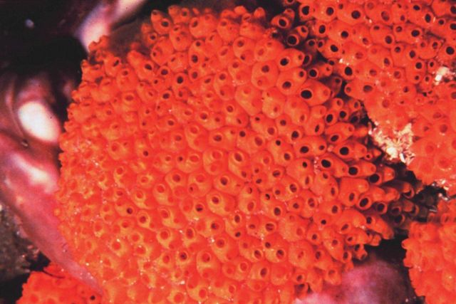 Orange colonial tunicate Picture