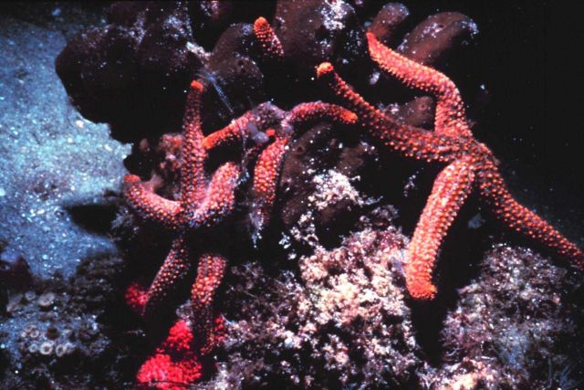 Sea stars Picture