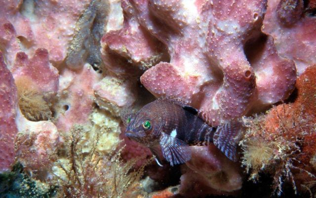 Greeneyed fish and pink sponge Picture