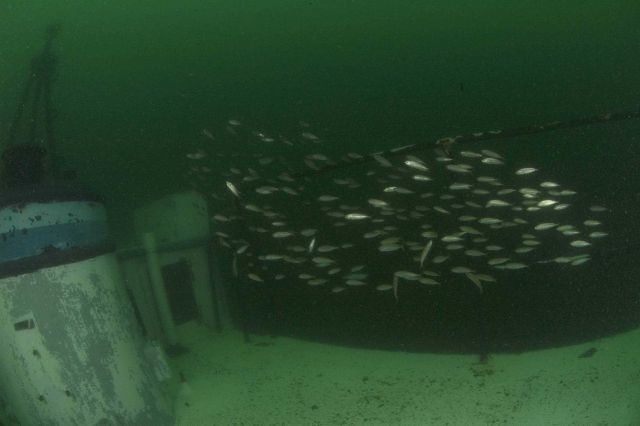 NOAA Research Vessel Jane Yarn, now an artificial reef Picture