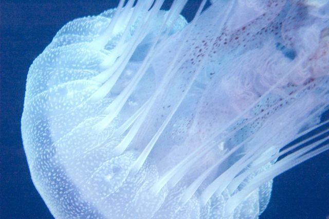 The sea nettle (Chrysaora quinquecirrha) closeup Picture