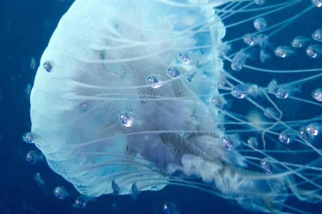 The sea nettle (Chrysaora quinquecirrha) with accompanying juvenile fish that are not affected by nematocyst toxin. Picture