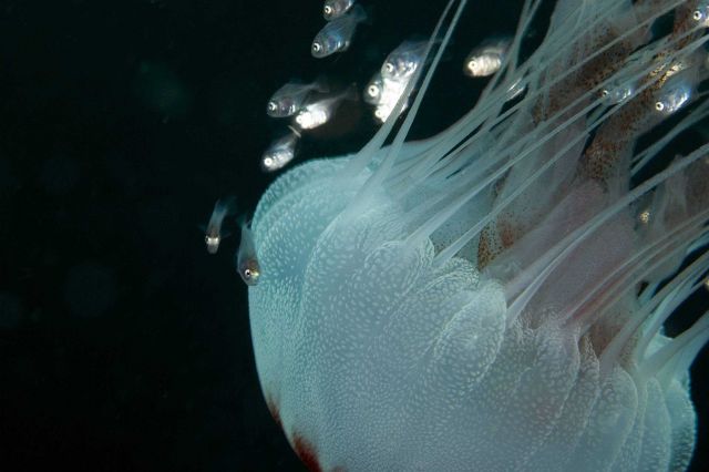 Jellyfish with accompanying juvenile fish that are not affected by nematocyst toxin. Picture