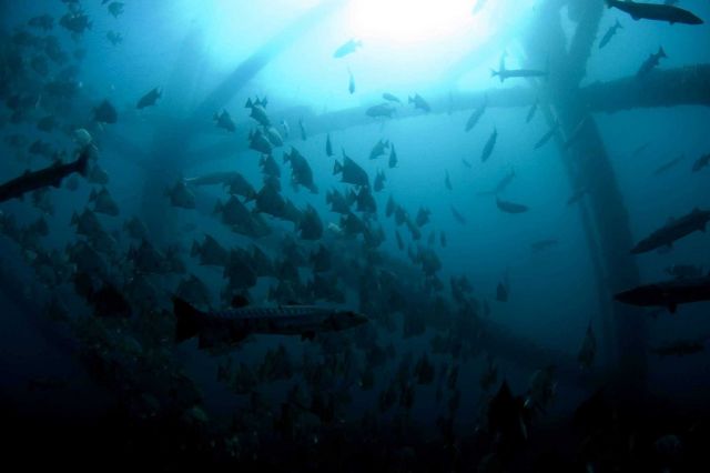 Fish aggregating under Navy tower Picture