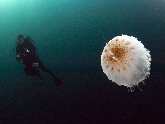 Diver and a large jellyfish at Gray's Reef. Picture