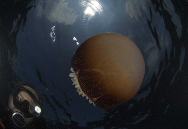 Diver inspecting cannonball jellyfish with sun above at Gray's Reef. Picture