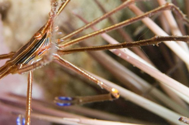 A Yellow Line Arrow Crab (Stenorhynchus seticornis) on a sea urchin. Picture